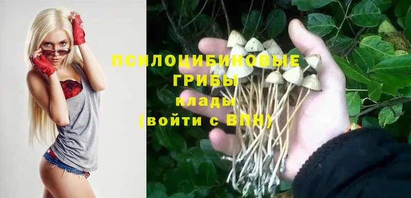 mega ССЫЛКА  Новое Девяткино  Псилоцибиновые грибы MAGIC MUSHROOMS 